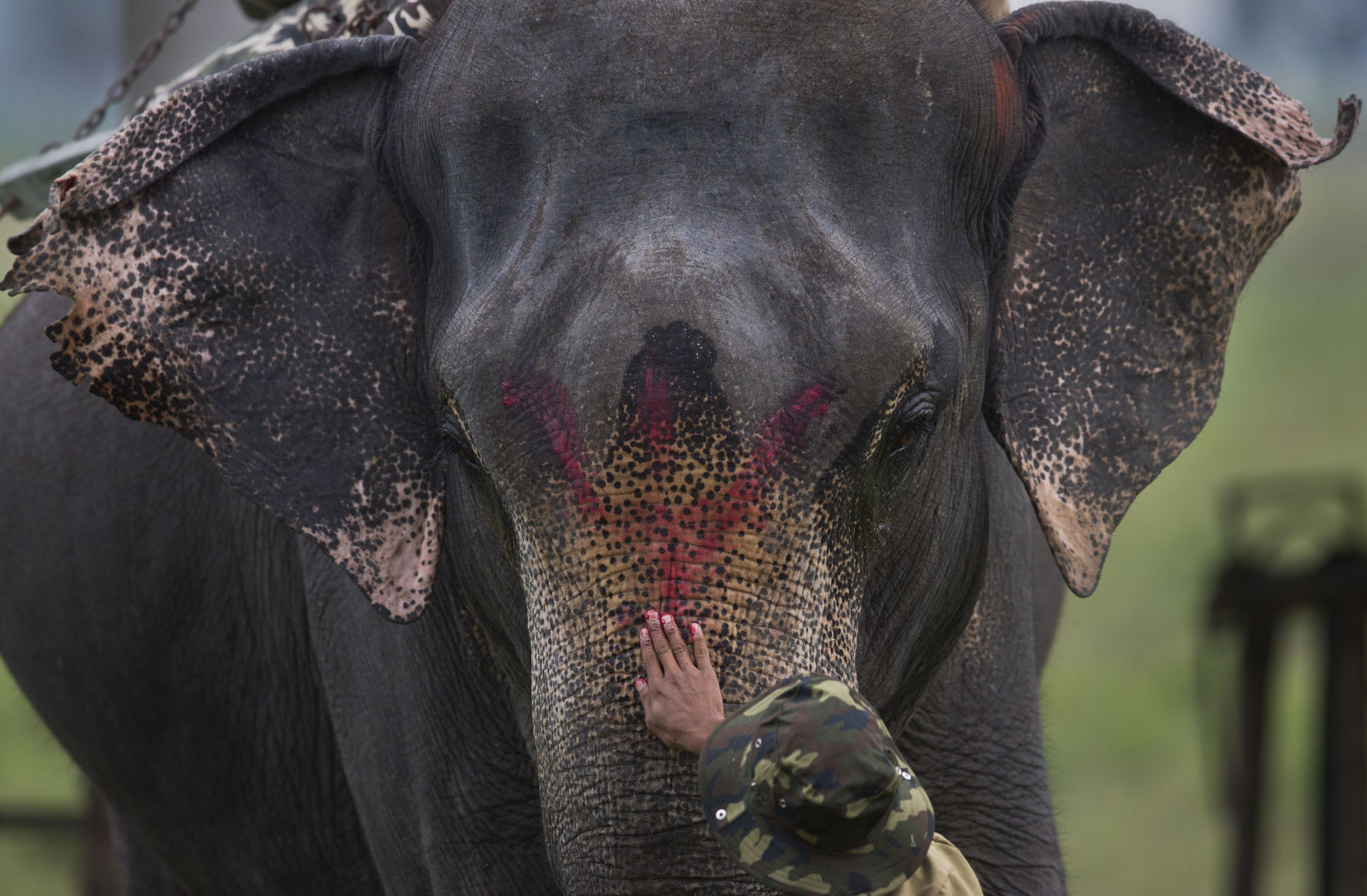 APTOPIX India Wildlife